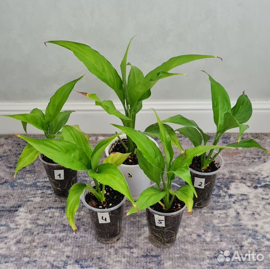 Спатифиллум