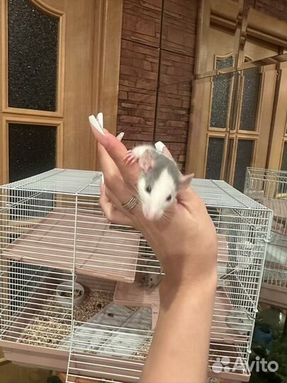 Крыса с клеткой