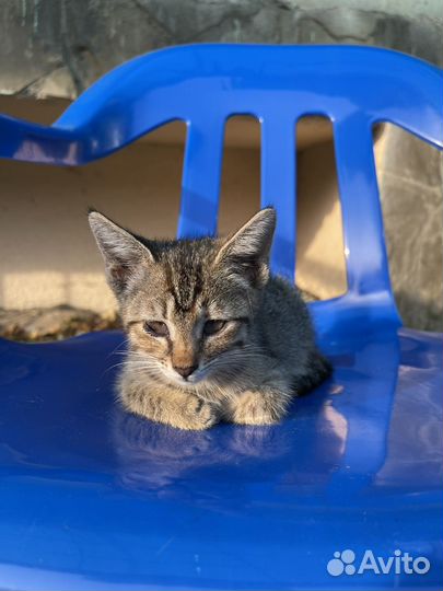 Котенок девочка, бесплатно в добрые руки