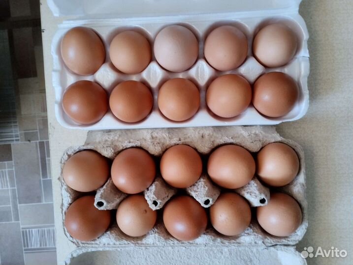 Домашние куриные яйца