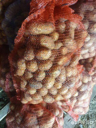 Продам картофель на еду