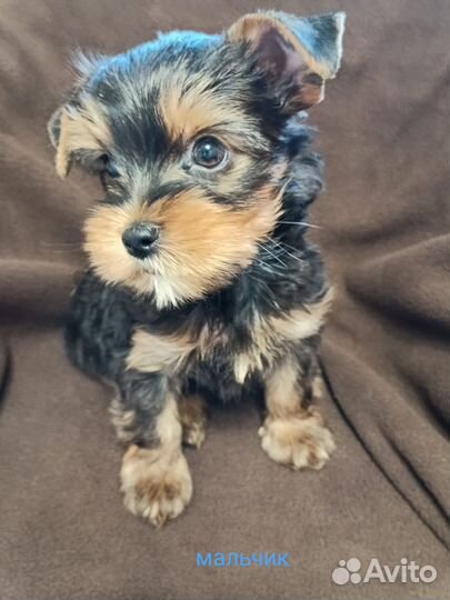 Продажа щенков