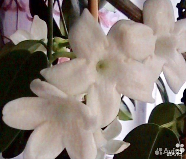 Стефанотис