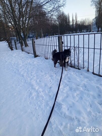 Маламут вязка