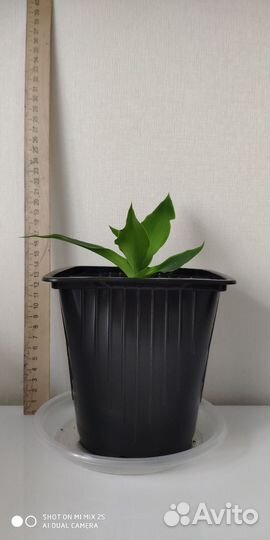 Растение золотой ус