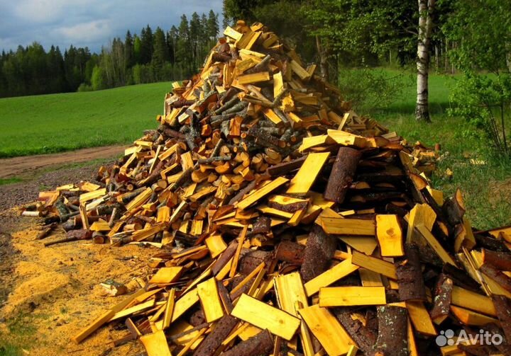 Береза на выбор