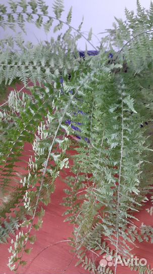 Алоэ столетник,аспарагус, папоротник и др