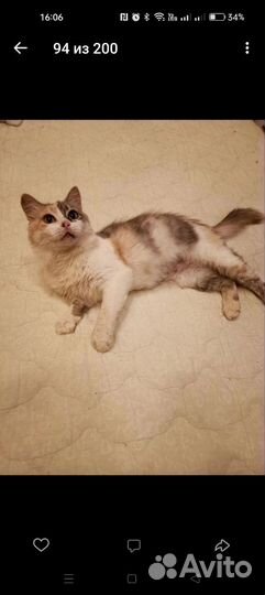 Кошка в дар