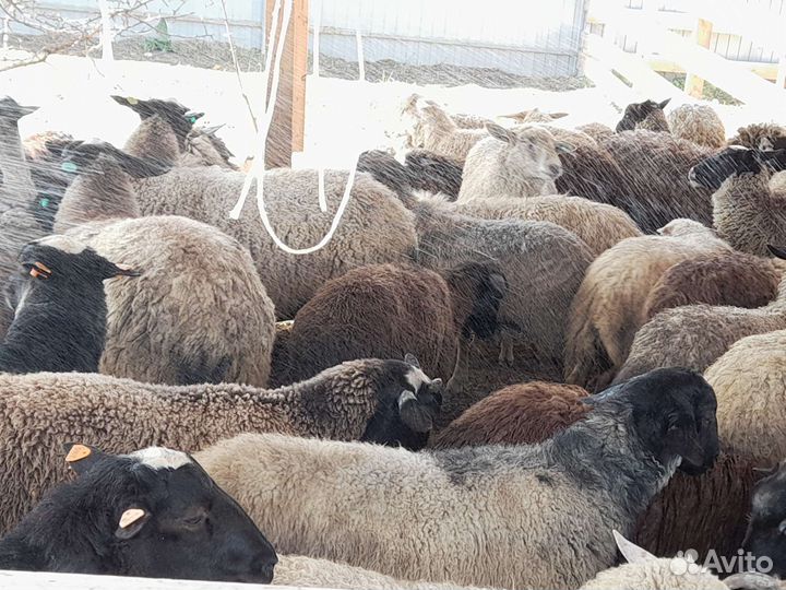 Овцы,ягнята