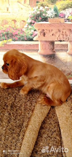 Кавалер кинг чарльз спаниель