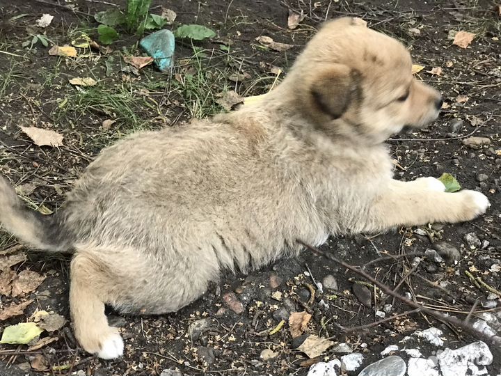 Собака в добрые руки