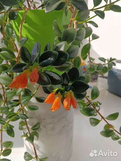 Нематантус, гипоцирта