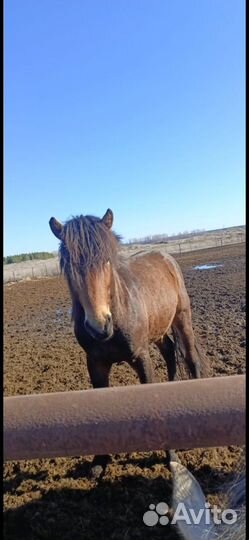 Продам лошадь