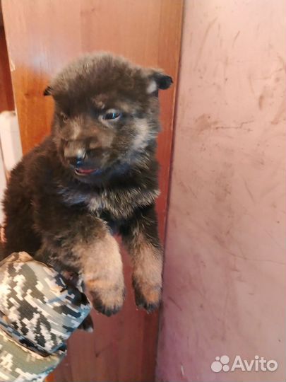 Щенки немецкой овчарки