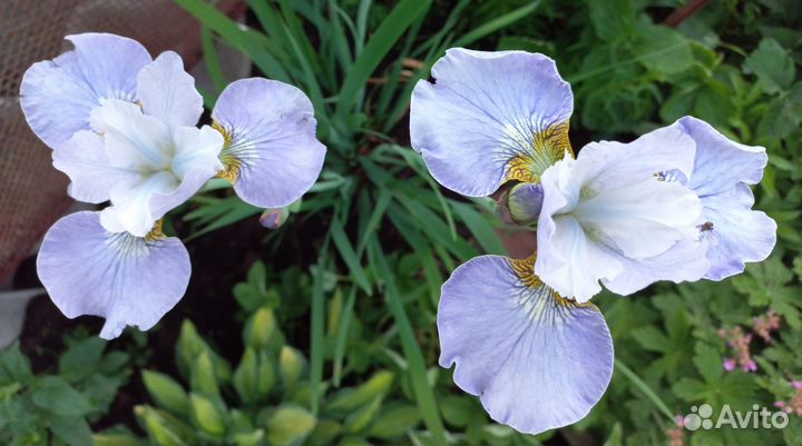 Ирисы сибирские