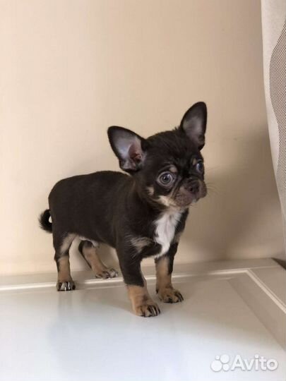 Щенок с красивой мордочкой чихуахуа мальчик