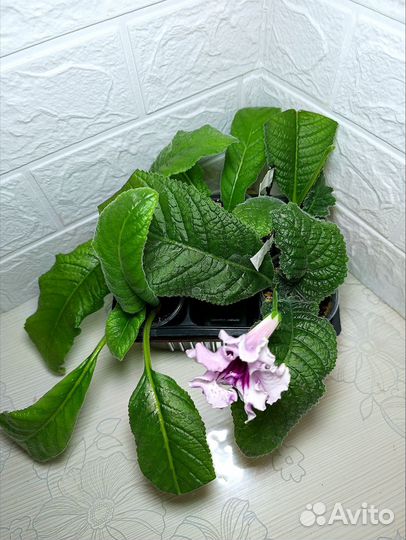 Стрептокарпусы