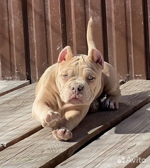 Американский булли - девочка мерль