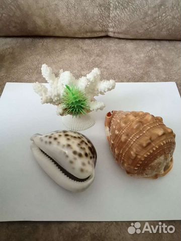 Ракушки,коралл