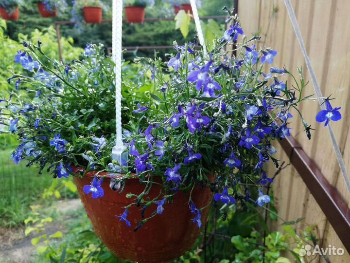 Цветы.Калеосы,лабелии,фикус бэлиз