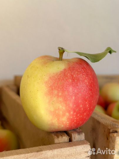 Яблоки
