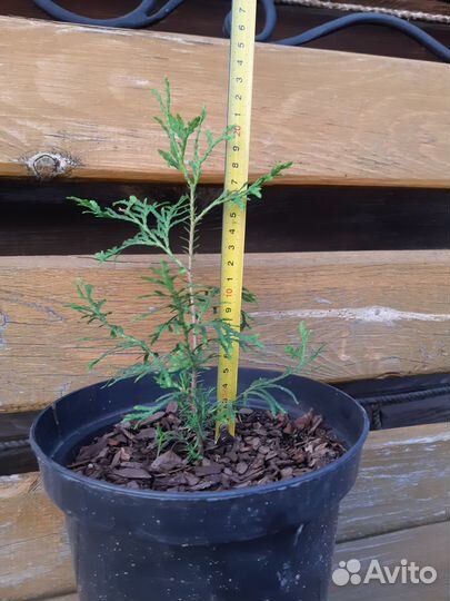 Туя брабант саженцы 25-30 см