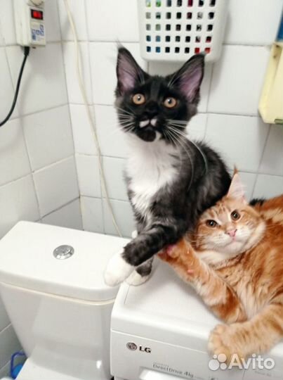 Котята мейн-кун