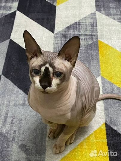 Выгул собак и зооняня 16 лет