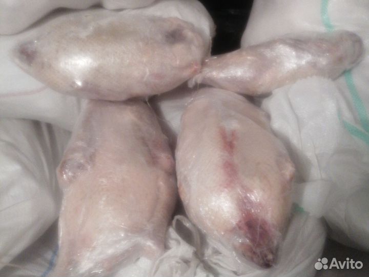 Гуси утки домашнии из омска