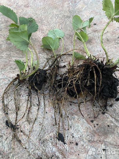 Рассада клубники Альба, Елизавета-2 и др