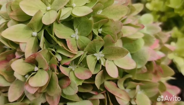 Гортензия BG