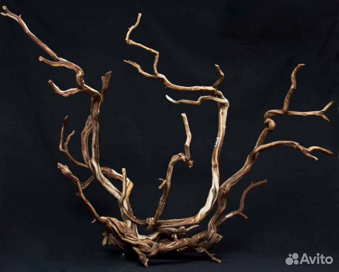 Крымские коряги