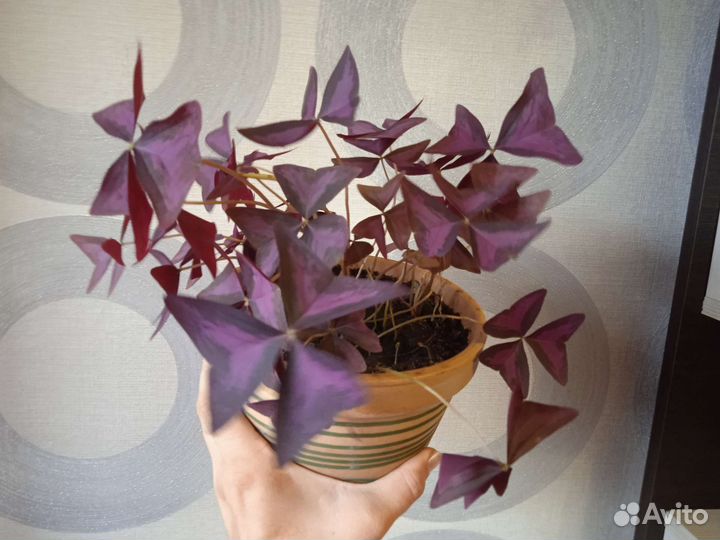 Оксалис (Кислица)