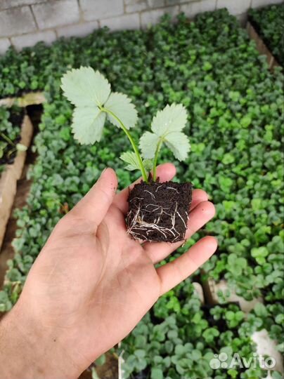 Рассада клубники