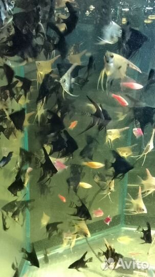 Рыбки опт