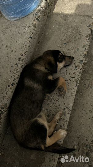 Милый игривый пес