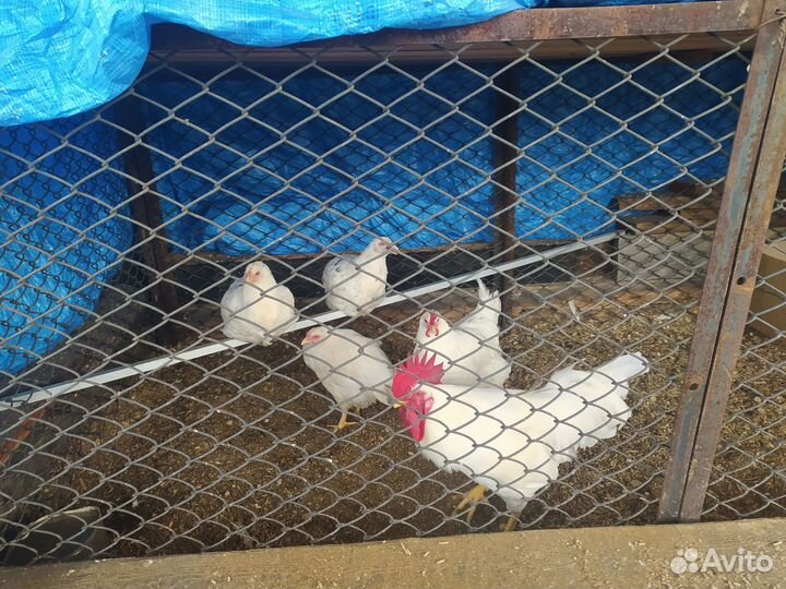 Курицы индюки