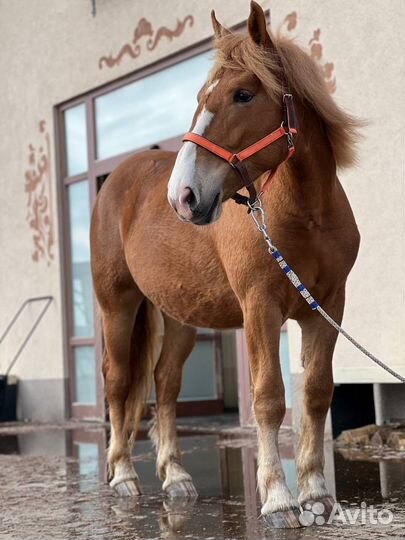 Лошадь советская тяжеловозная кобылка