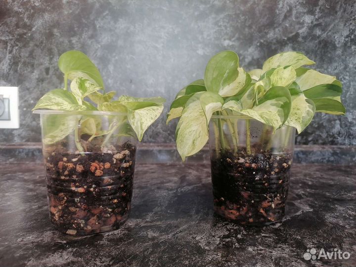 Эбипремнумы марбл квин и хеппи лиф