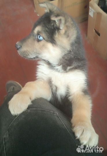 Щенки хаски бесплатно