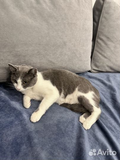 Кошка в дар