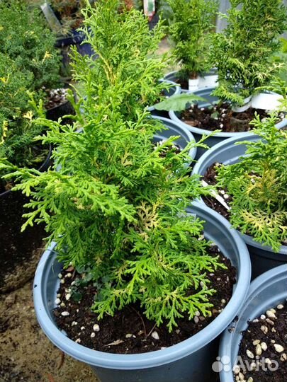 Кипарисовик тупой (Chamaecyparis obtusa)