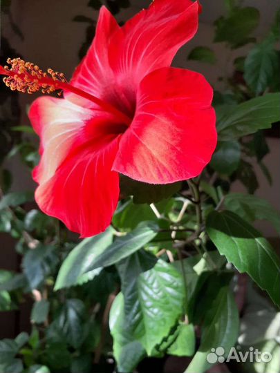Гибискус китайская роза