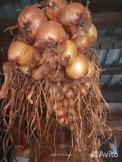 Березовский аристократ лук шалот