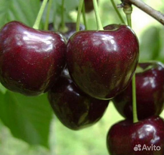 Черешня
