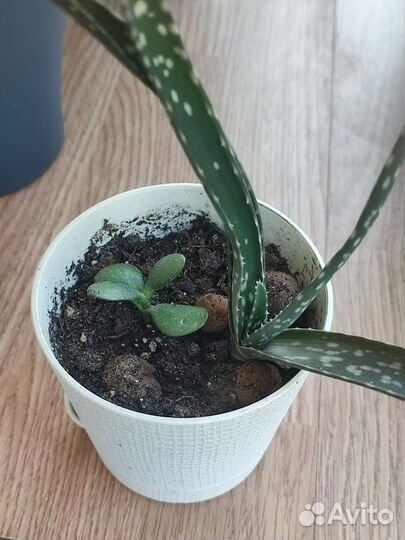 Алоэ и денежное дерево