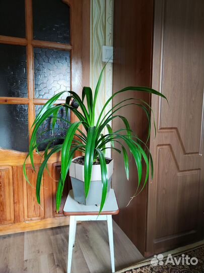 Фикус. Панданус