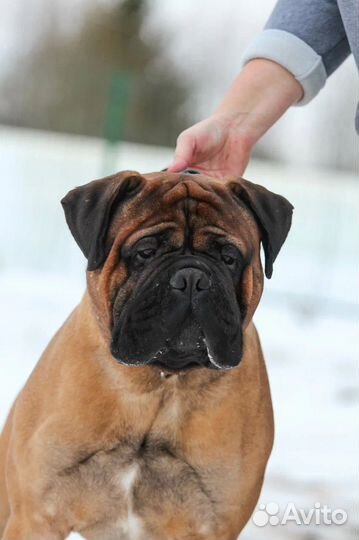 Бульмастиф