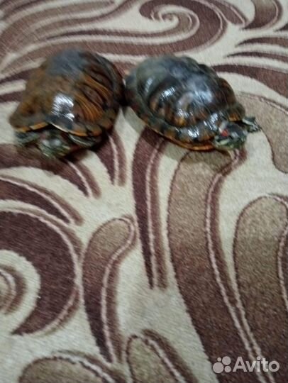 Черепахи красноухие