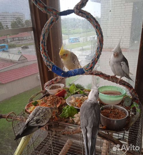Молодые кореллы